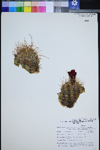 Echinocereus coccineus subsp. coccineus image