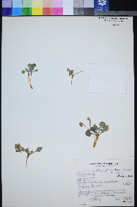 Viola charlestonensis image