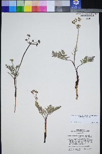 Lomatium foeniculaceum subsp. macdougalii image