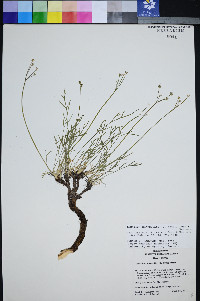 Peucedanum graveolens image