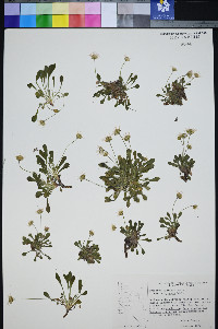 Erigeron uncialis image