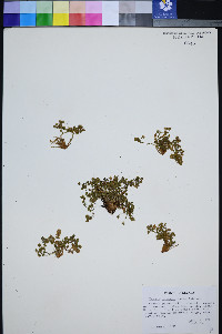Ivesia jaegeri image