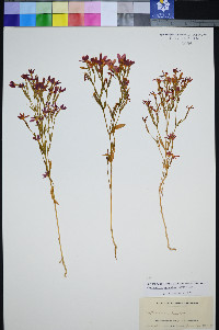 Zeltnera venusta image
