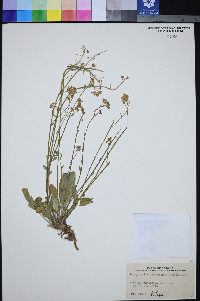 Physaria purpurea image