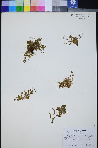 Ivesia jaegeri image