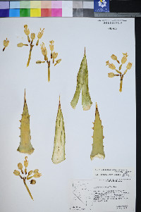 Agave utahensis subsp. utahensis image