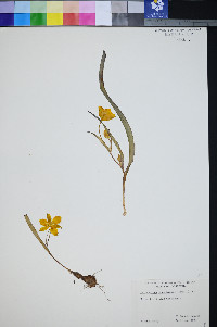 Calochortus monophyllus image