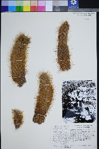 Cylindropuntia bigelovii var. bigelovii image
