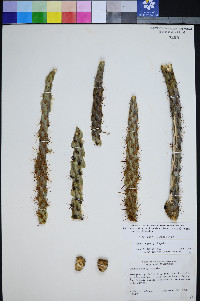 Cylindropuntia californica image