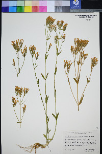 Zeltnera muehlenbergii image