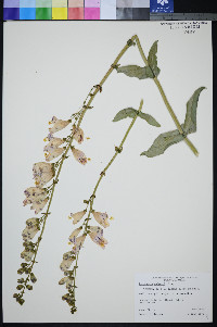Penstemon palmeri image