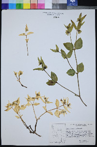 Mirabilis pudica image