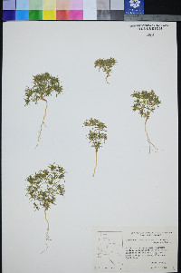 Linanthus arenicola image