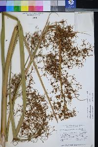 Cladium californicum image