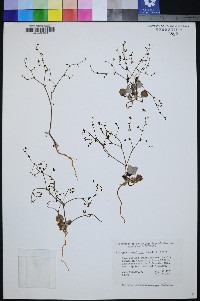 Eriogonum eremicola image