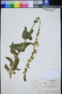 Penstemon bicolor image