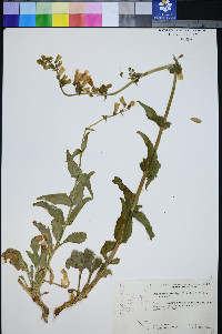 Penstemon bicolor image
