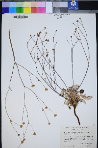 Eriogonum latifolium image