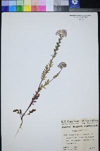 Phacelia glabra image