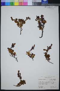 Thysanocarpus curvipes image