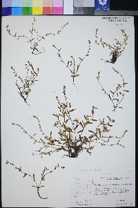 Plagiobothrys scouleri var. hispidulus image