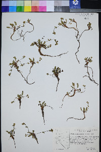 Ivesia cryptocaulis image