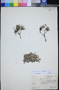 Physaria hitchcockii subsp. hitchcockii image