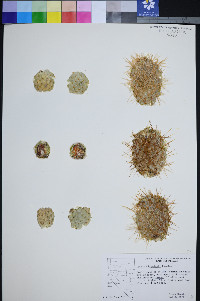 Cylindropuntia bigelovii var. bigelovii image
