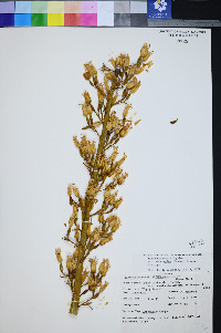 Agave utahensis var. eborispina image