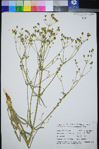 Frasera albomarginata image