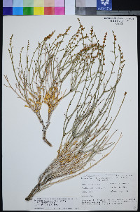Eriogonum heermannii var. clokeyi image