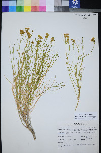 Perityle intricata image
