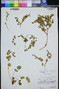 Ivesia saxosa image