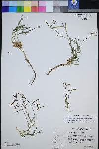 Boechera nevadensis image