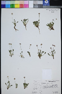 Erigeron uncialis image