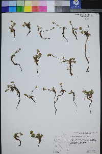 Ivesia cryptocaulis image