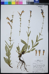 Penstemon pudicus image