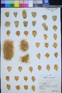Cylindropuntia bigelovii var. bigelovii image