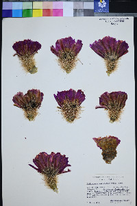 Echinocereus engelmannii image