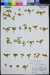 Gilmania luteola image