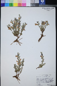 Penstemon thompsoniae image