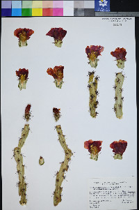 Cylindropuntia acanthocarpa var. major image
