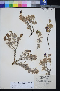 Salvia dorrii image