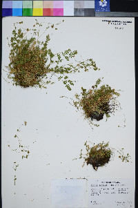 Ivesia jaegeri image