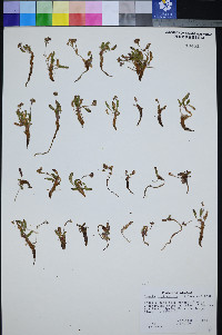 Ivesia cryptocaulis image