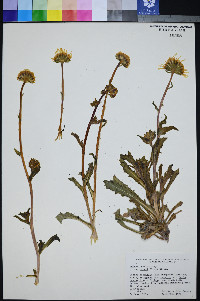 Hulsea vestita image
