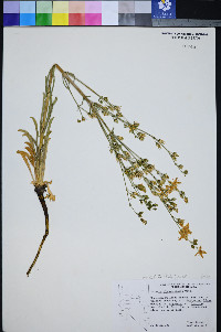 Frasera albomarginata image