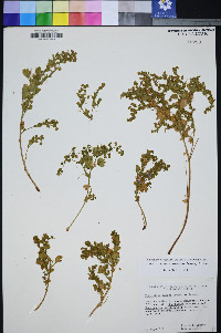 Ivesia saxosa image