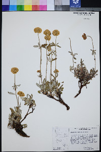 Eriogonum douglasii image