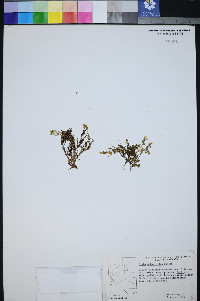 Draba sphaeroides image